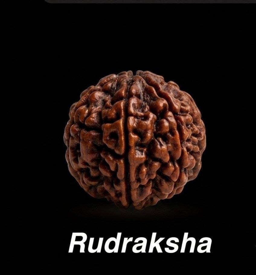 Rudraksha